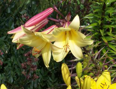 Lilium regale